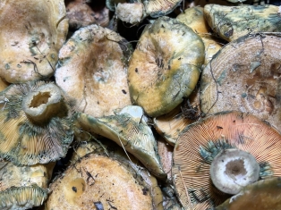 1297830435478106 9075511494250730520 n